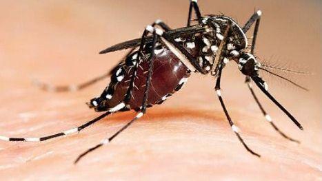 Šire se bolesti koje prenose komarci: Malarija i denga groznica posebno prijete u Evropi